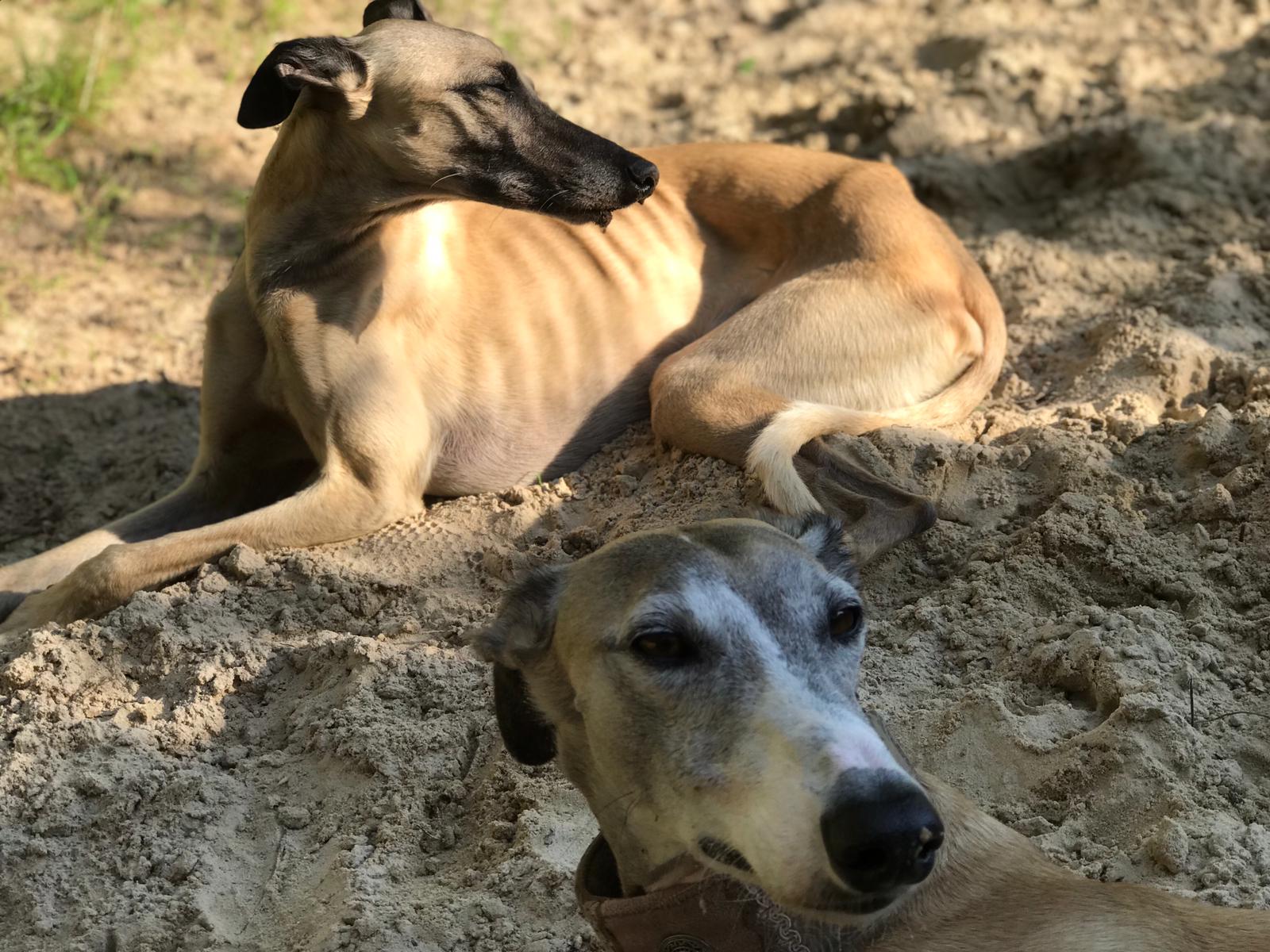 Whippet-Rüde: Shadow